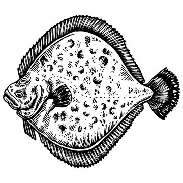 recommend clip art: European plaice flounder fish animal engraving PNG illustration. Scratch board style imitation. Black and white hand drawn image.