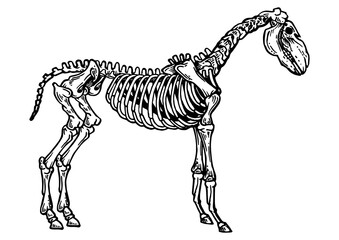 Horse animal skeleton engraving PNG illustration. Scratch board style imitation. Black and white hand drawn image. © Oleksandr Pokusai