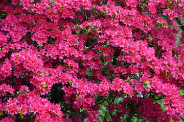 Rhododenron obt. ,Arabesk, Ericaceae family. Hanover, Germany.