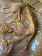 healthy Kombucha SCOBY "symbiotic culture of bacteria and yeast