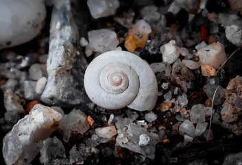 The snail shell on the stone