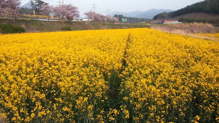 Obraz premium field of yellow flowers