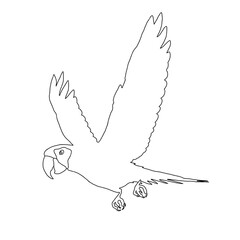 Parrot Outline Drawing | Hand Drawn Parrot | Parrot Illustration