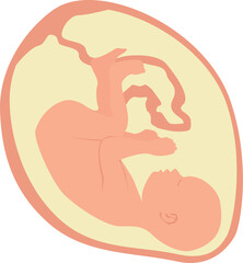 A baby in the womb is in the fetal position with its head down. Vector illustration