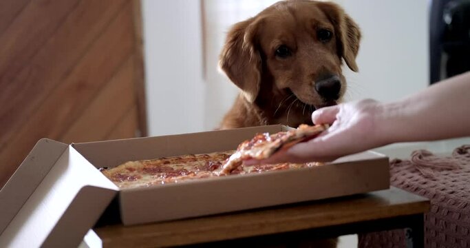 A dog of the Golden Retriever breed carefully watches the hand of its female owner as she takes a slice of pizza from the box on the bedside table. The dog is drooling. A funny video.
