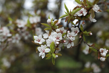 nature. blossoming apricot tree. white flowers on a tree