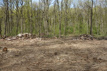 Coupe de bois de chauffe dans une forêt