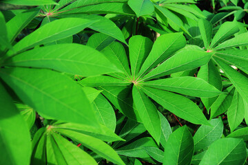 Close up of green cassava leaves in the garden.