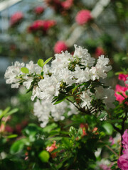 White azaleas close-up, sunny in the greenhouse, beautiful light