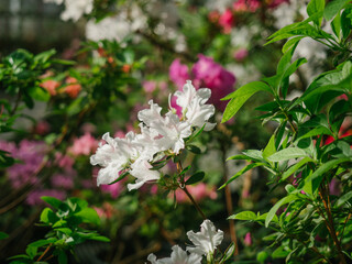 White azaleas close-up, sunny in the greenhouse, beautiful light
