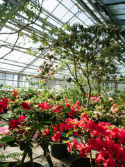 Multi-colored azaleas in general plan in Oran, sunny in the greenhouse, beautiful light