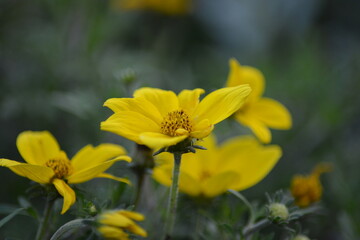 Gelbe Gartenblume in sanftem Licht-Glückliche Blüten