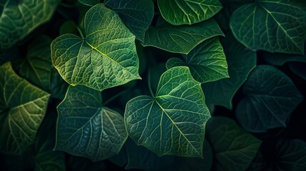 lush green leaves with intricate veins and textures closeup nature photography - obrazy, fototapety, plakaty