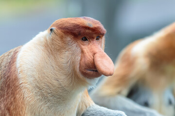 The proboscis monkey (Nasalis larvatus) or long-nosed monkey is a reddish-brown arboreal Old World...