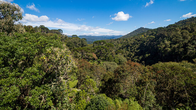 paisagem de  Urubici   Serra Catarinense  Serra Geral  Santa Catarina  Brasil
