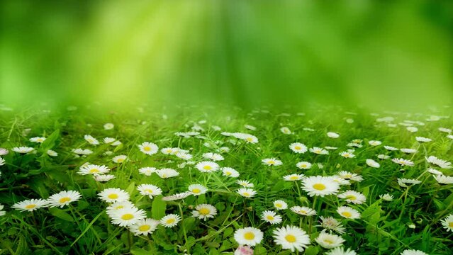 rising sunbeams over isolated daisy flower meadow in spring, natural product display montage backdrop