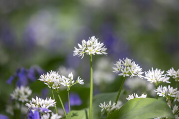 Wild garlic growing in Sussex woodland, on a sunny spring day