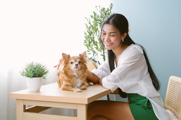 Happy beautiful Asian woman freelancer sitting on chair with her lovely chihuahua dog on top table...