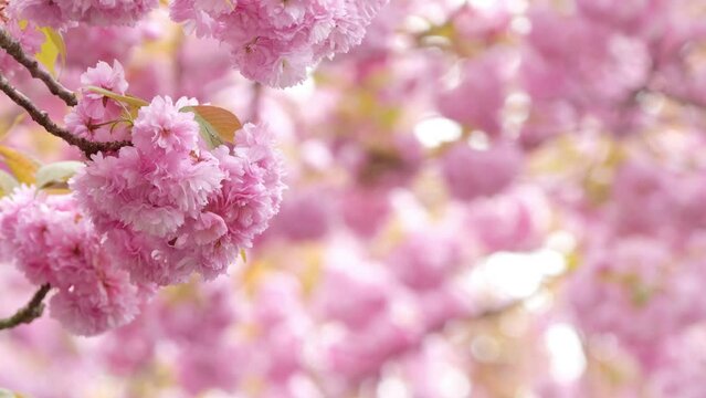 beautiful closeup of flowering cherry blossom in slow motion wind isolated on empty real bokeh light background, sunny spring garden concept with asian spirit with copy space 