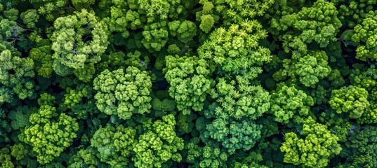 Drone view of lush mangrove forest capturing co2 for carbon neutrality and zero emissions