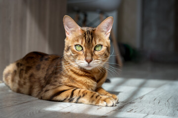 Bengal cat resting on the floor in the living room.