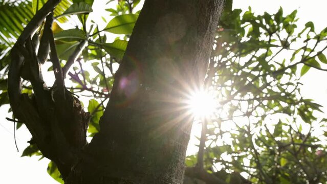 Sunlight piercing through the branches and leaves of a tree. Bokeh or blurred background. Slow motion footage.