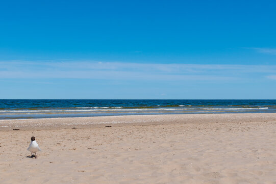 Seagull on the Polish Baltic Sea