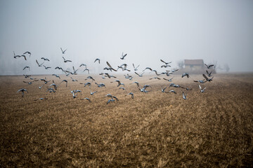 Piccioni in volo su campo coltivato e cascina nella nebbia