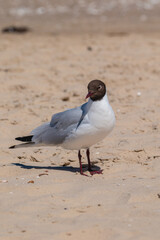 Seagull on the Polish Baltic Sea