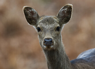 Sika Deer