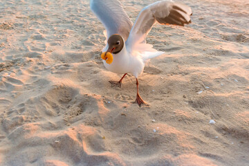close up of a seagull