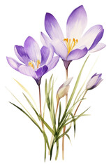 Obraz na płótnie Canvas PNG crocus flower, plants watercolor element, transparent background