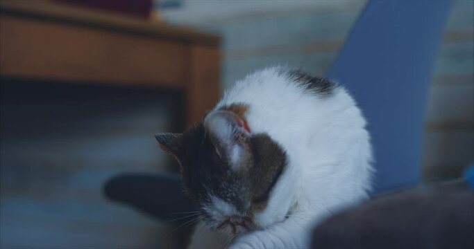 Smooth-haired white cat washes itself on a chair