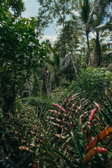 Obraz premium wild jungle