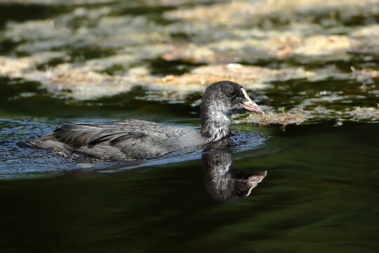 Juvenile coot gliding on water