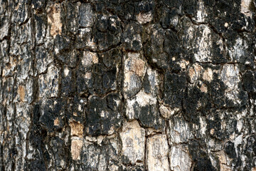 Old wood tree texture background