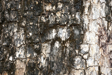 Old wood tree texture background
