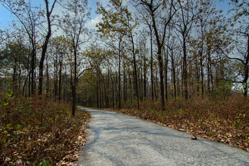 Jungle scenes during safari at Buxa Tiger Reserve, India.