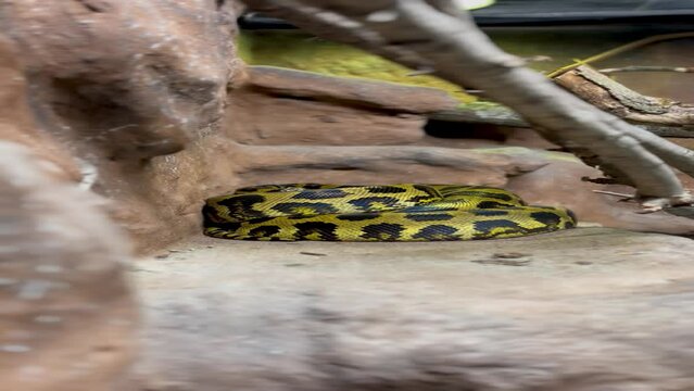 Yellow Anaconda