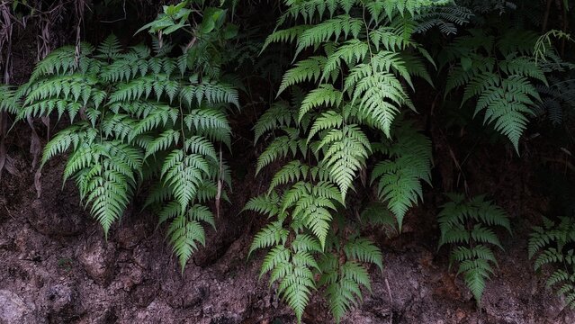 Lophosoria quadripinnata. is a species of fern that belongs to the family Dicksoniaceae, and in the genus Lophosoria. Commonly known as davallia, eagle fern or tender brake. Captured in low exposure.
