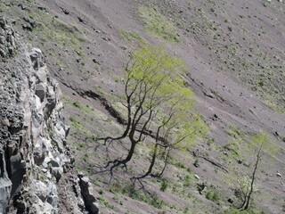 Karge tapfere Bäume auf dem Lavafeld im Krater von Vesuv werfen sonderbare Schatten im hellen Licht