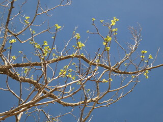 Der ausgetrocknete Baum wacht auf im Frühling mit zarten grünen Blttern auf Hintergrund von...
