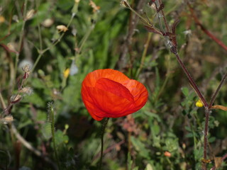 Mohnblume Close-Up mit einer Wiese aus Gräsern im Hintergrund