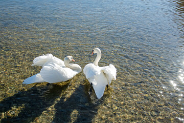 A pair of swans in the clear water of the lake. Spring sunlight.