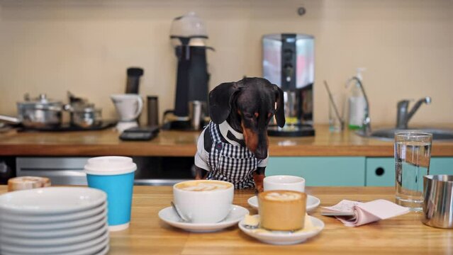 Dog sits at table and studies different types of coffee. Dachshund sits quietly in kitchen and looks attentively at flavoured coffee in cups