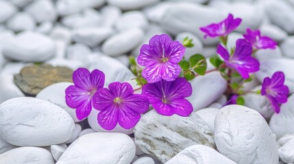 Spring purple flowers in a garden with white pebbles for nature or garden themed banners