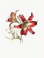 Alstroemeria flowers on a white background. Isolates. Mother's day greeting card.