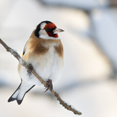 European goldfinch