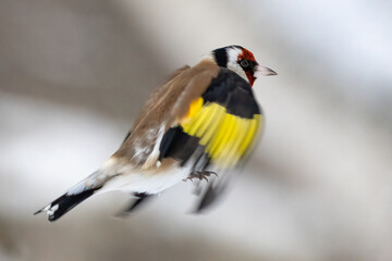 European goldfinch