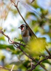 European Goldfinch (Carduelis carduelis) - Found across Europe, Asia & North Africa